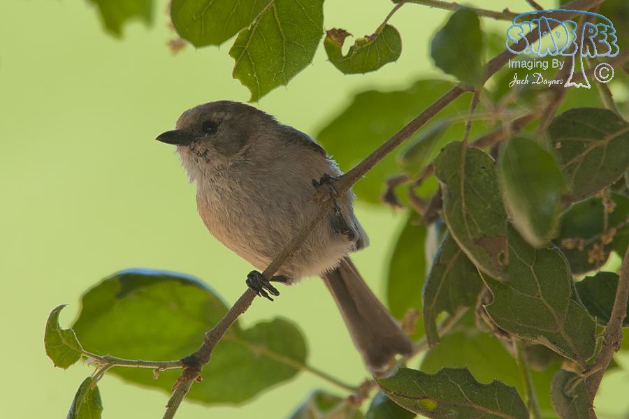 Bushtit - Psaltriparus minimus
