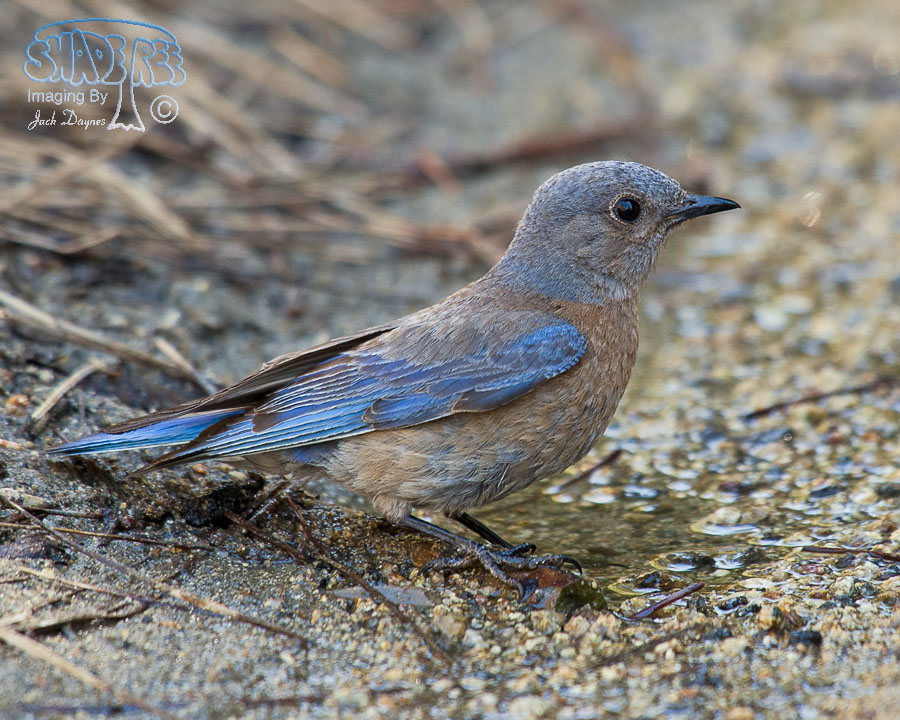 Western Bluebird - Sialia mexicana