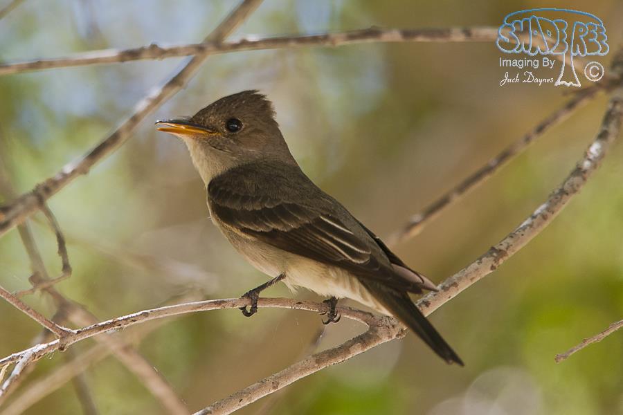 Western Wood-Pewee - Contopus sordidulus