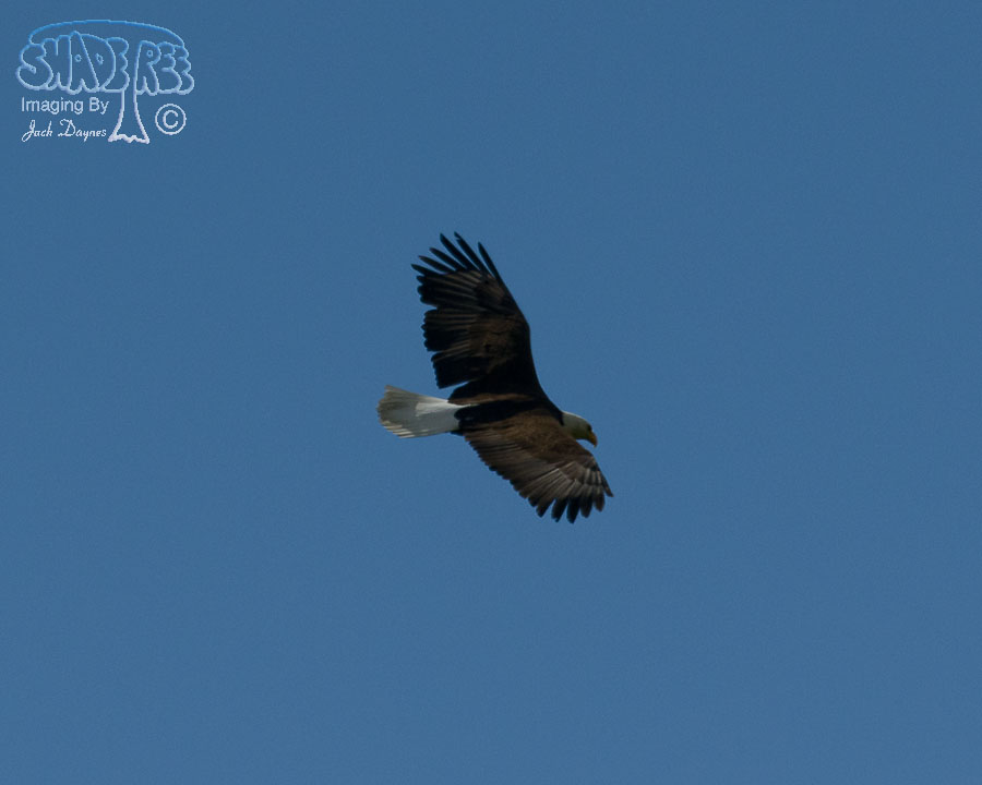 Bald Eagle - Haliaeetus leucocephalus