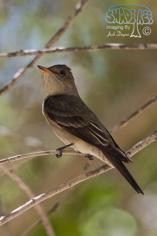 Western Wood-Pewee - Contopus sordidulus
