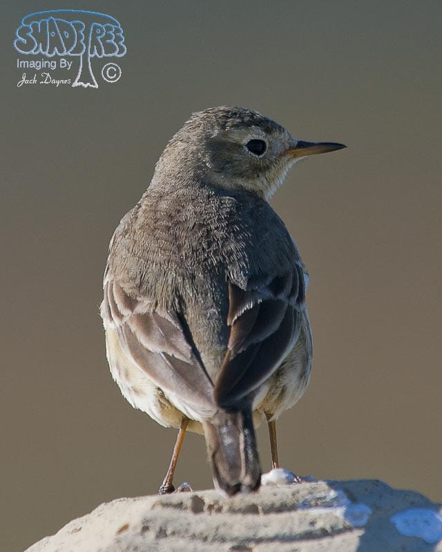 American Pipit - Anthus rubescens