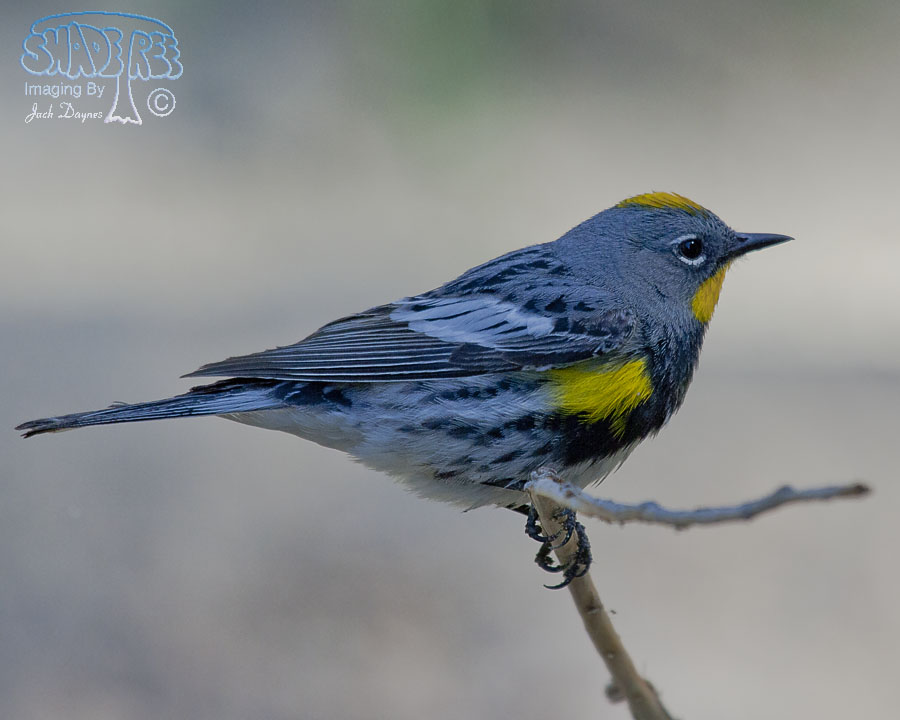 Yellow-Rumped Warbler - Dendroica coronata