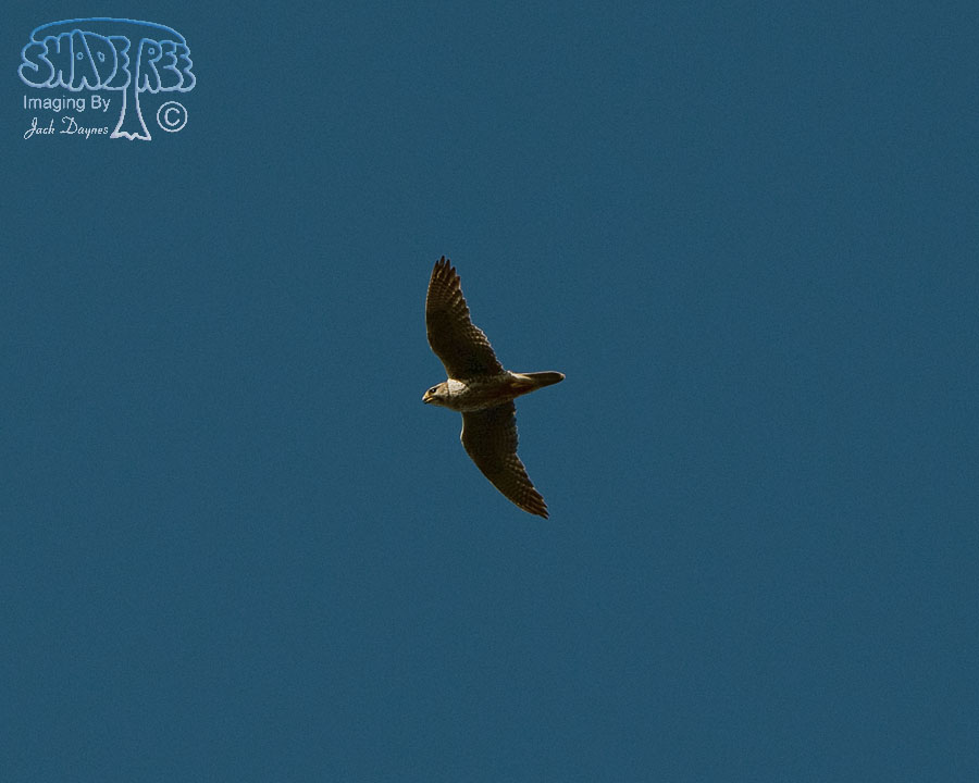 Prairie Falcon - Falco mexicanus