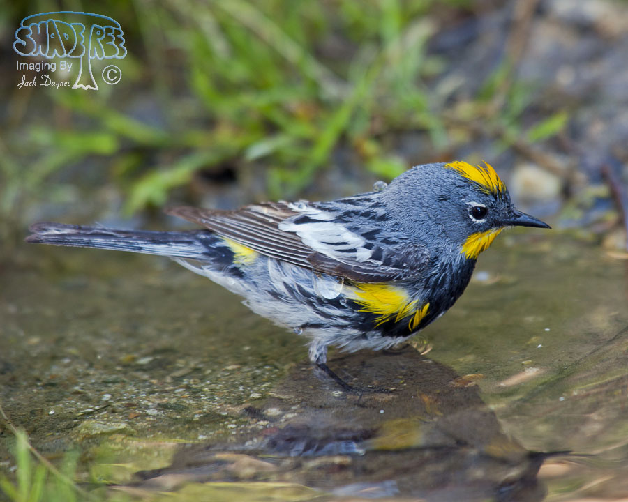 Yellow-Rumped Warbler - Setophaga coronata auduboni