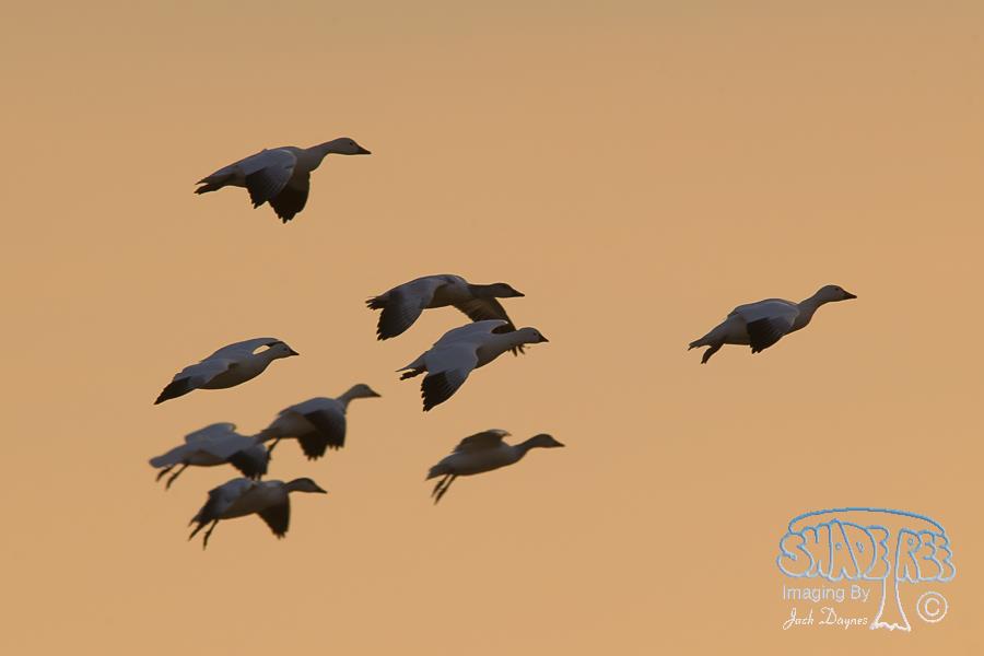 Ross's Goose - Chen rossii