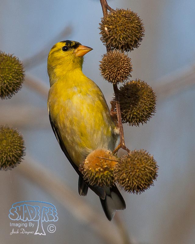 American Goldfinch - Spinus tristis