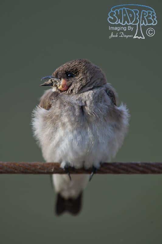 Northern Rough-winged Swallow - Stelgidopteryx serripennis
