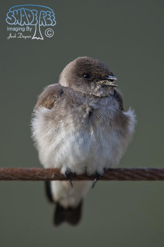 Northern Rough-Winged Swallow - Stelgidopteryx serripennis