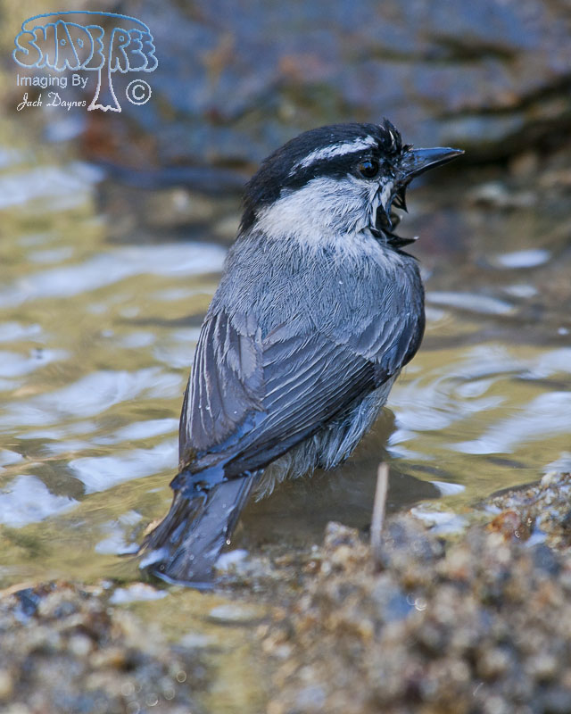 Mountain Chickadee - Poecile gambeli
