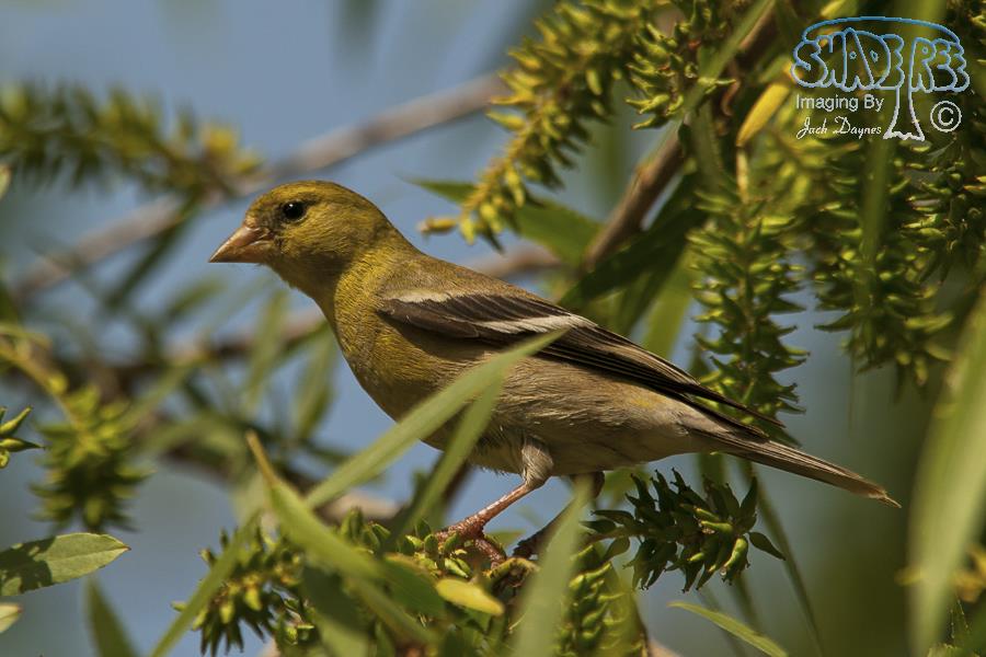 American Goldfinch - Spinus tristis