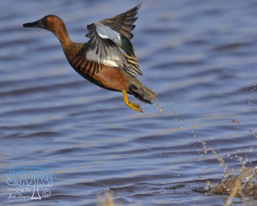 Cinnamon Teal - Spatula cyanoptera