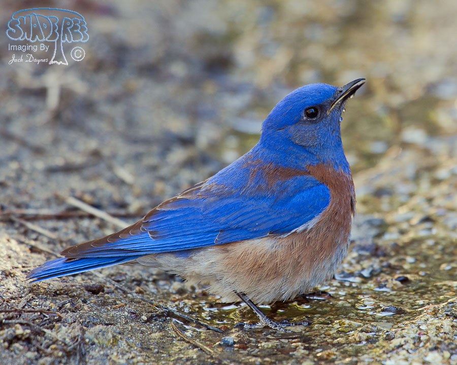Western Bluebird - Sialia mexicana