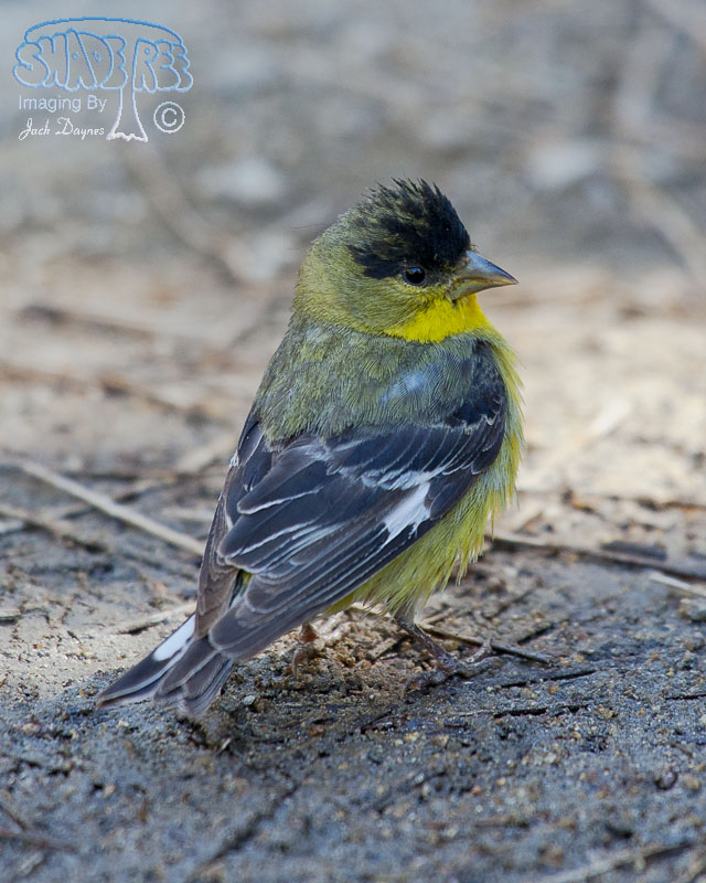 Lesser Goldfinch - Spinus psaltria