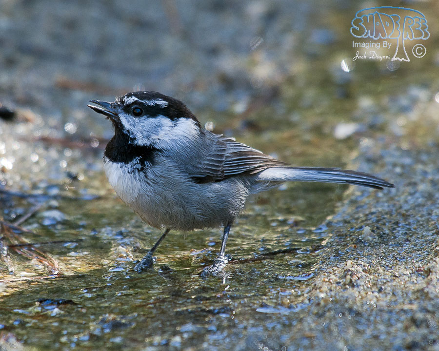 Mountain Chickadee - Poecile gambeli