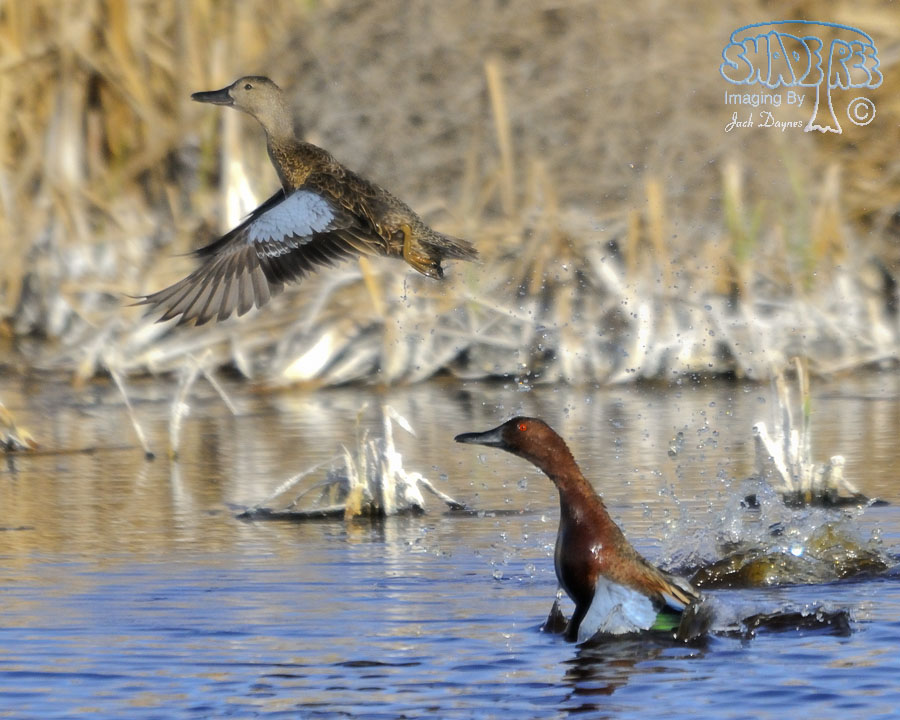 Cinnamon Teal - Spatula cyanoptera