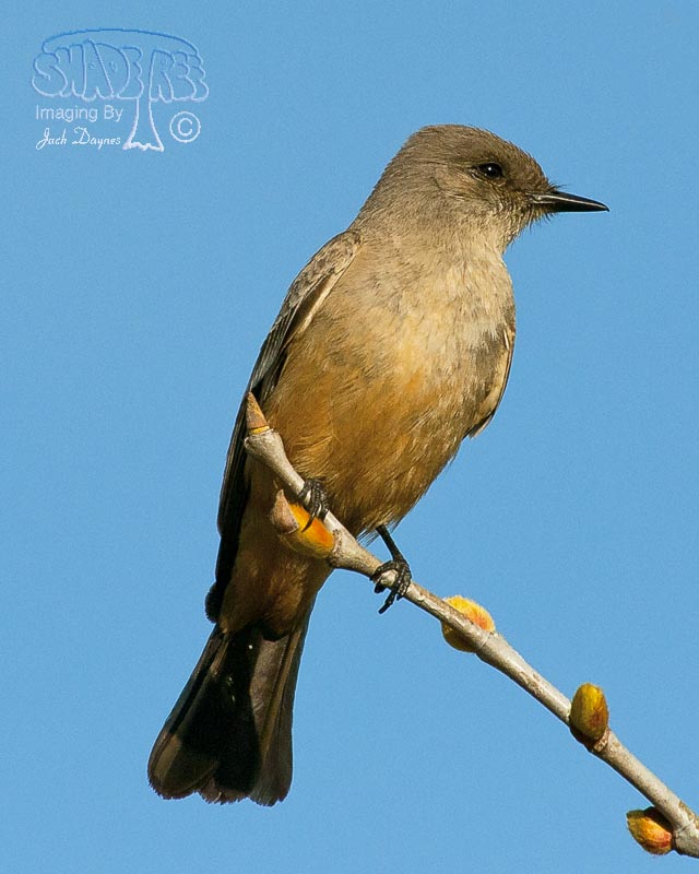 Say's Phoebe - Sayornis saya