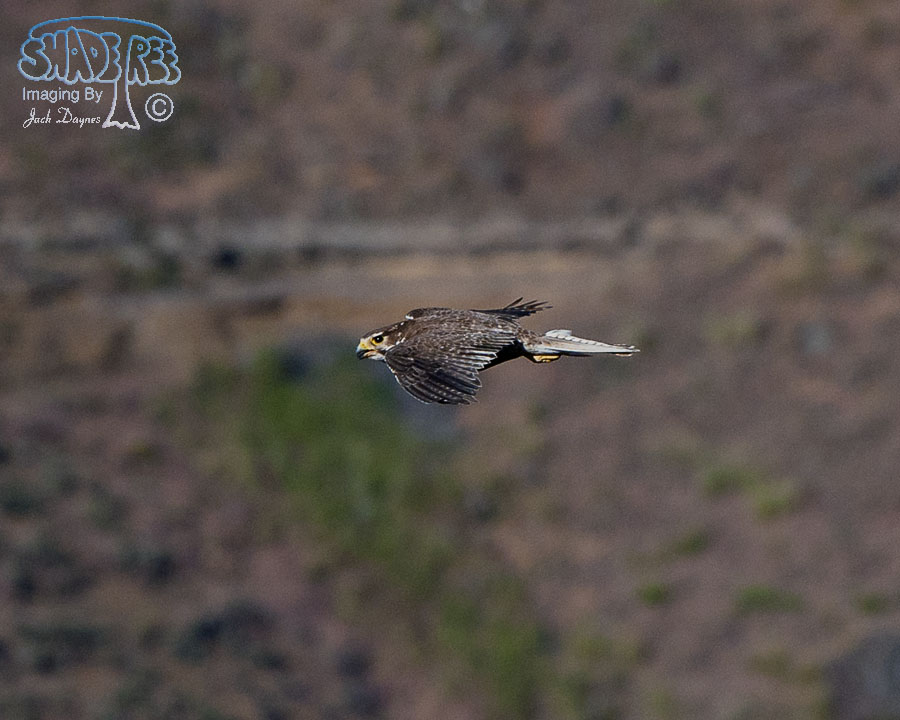 Prairie Falcon - Falco mexicanus