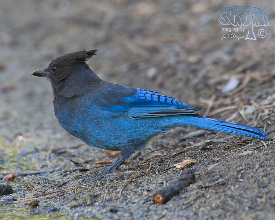 Steller's Jay - Cyanocitta stelleri