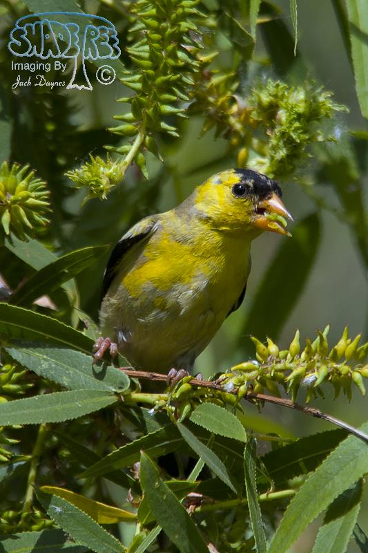 American Goldfinch - Spinus tristis