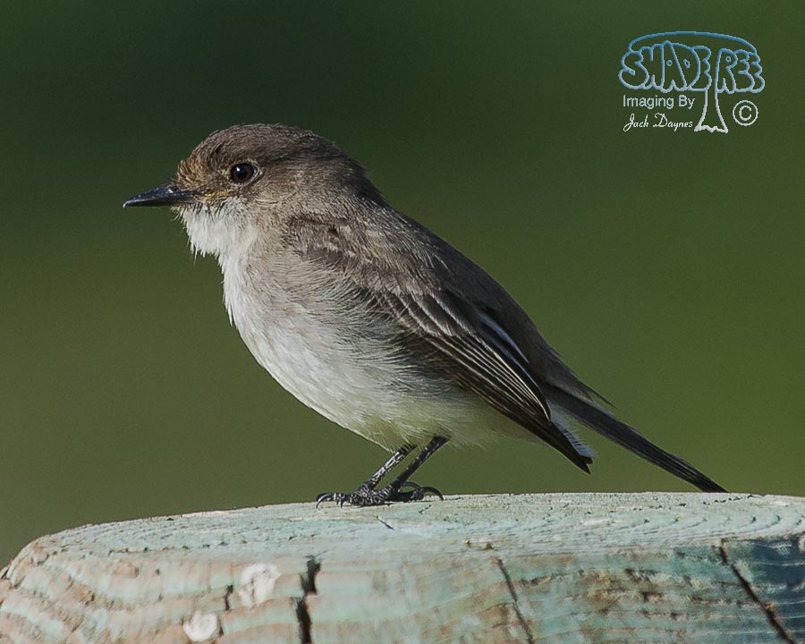 Eastern Phoebe - Sayornis phoebe