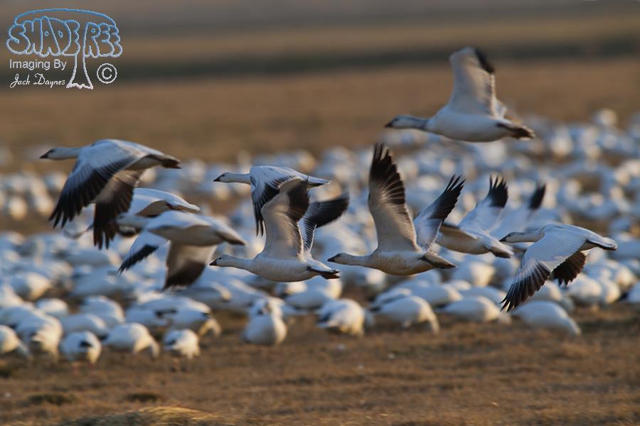 Ross's Goose - Chen rossii