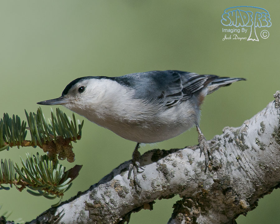 White-Breasted Nuthatch - Sitta carolinensis