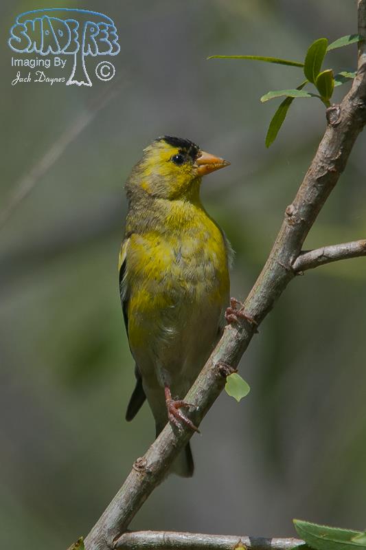 American Goldfinch - Spinus tristis