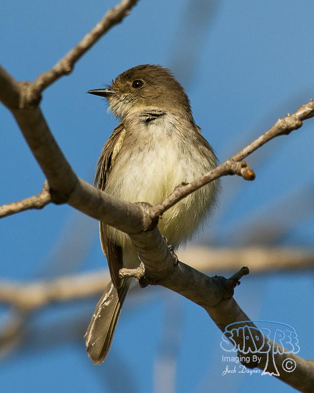 Eastern Phoebe - Sayornis phoebe