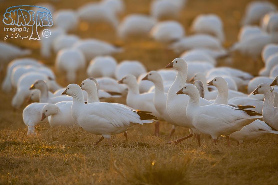 Ross's Goose - Chen rossii