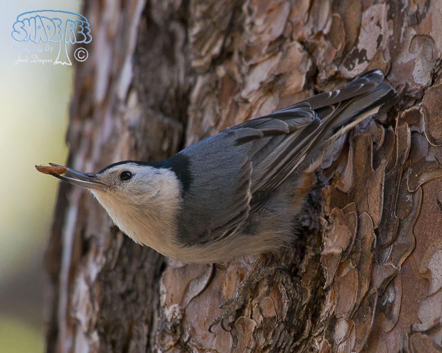 White-Breasted Nuthatch - Sitta carolinensis