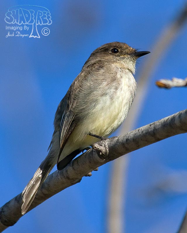 Eastern Phoebe - Sayornis phoebe
