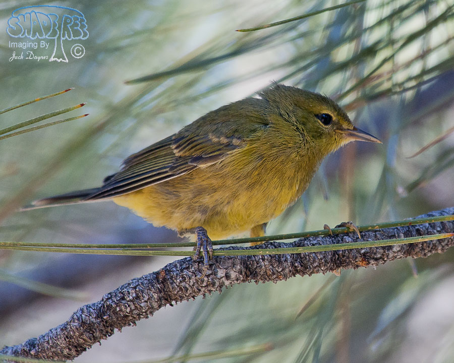 Orange-Crowned Warbler - Vermivora celata