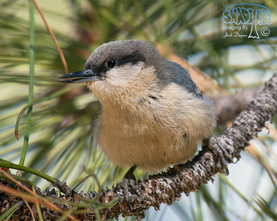Pygmy Nuthatch - Sitta pygmaea