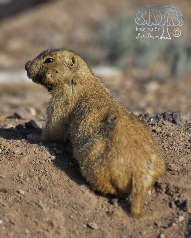 Black-tailed Prairie Dog - Cynomys ludovicianus