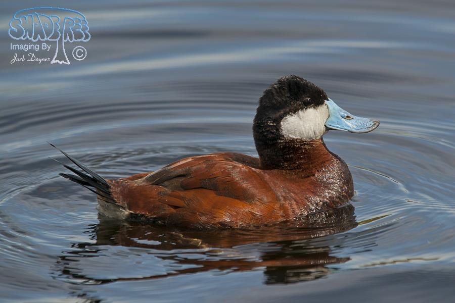 Ruddy Duck - Oxyura jamaicensis