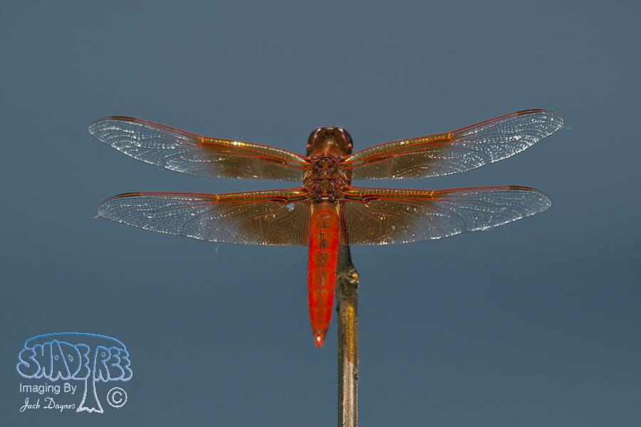 Flame Skimmer - Libellula saturata