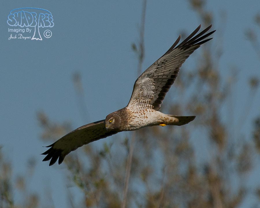 Northern Harrier - Circus cyaneus