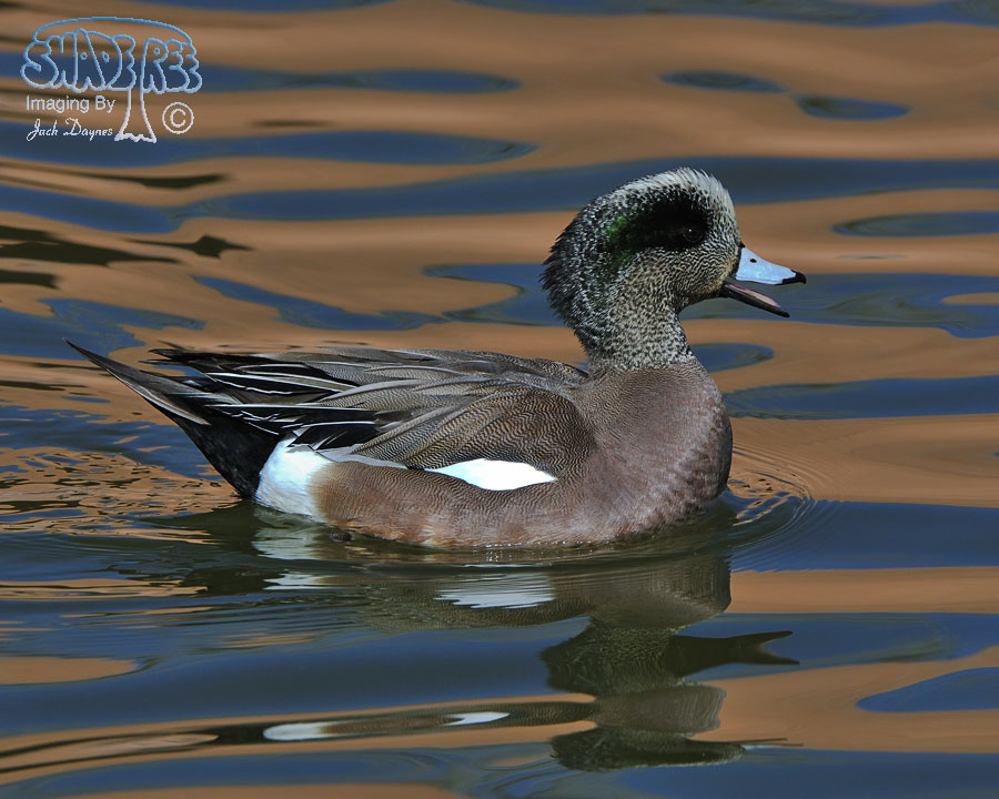 American Wigeon - Mareca americana
