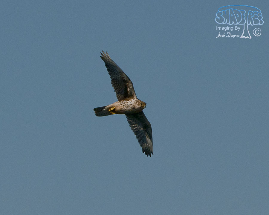 Prairie Falcon - Falco mexicanus