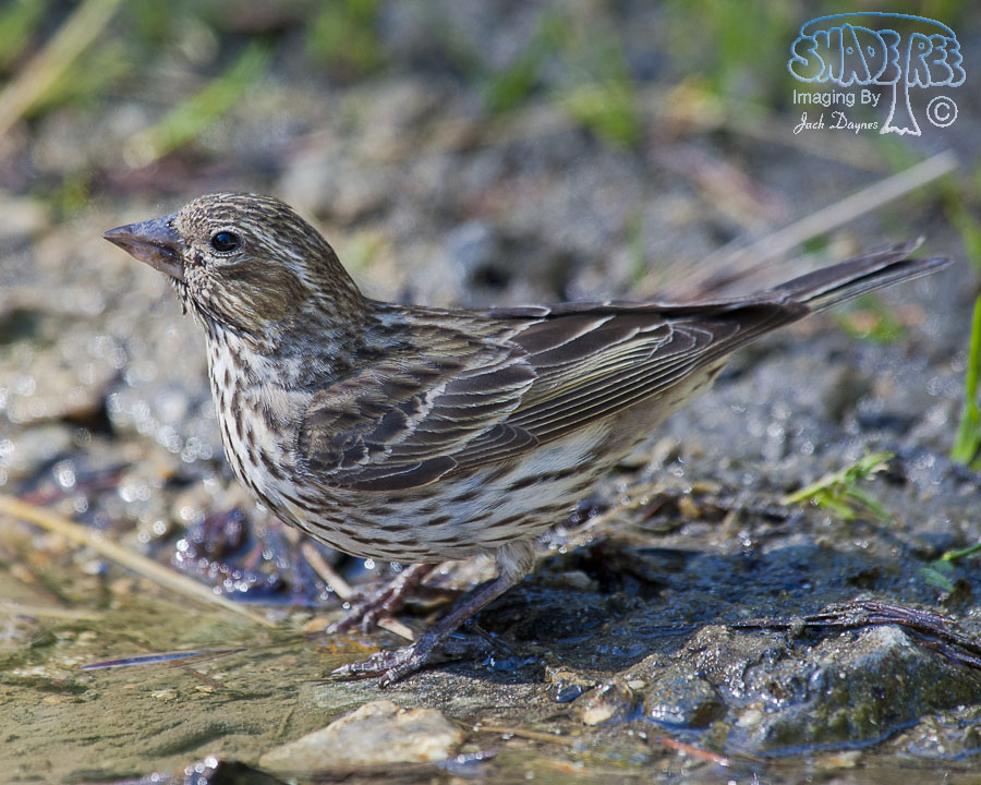 Cassin's Finch - Haemorhous cassinii