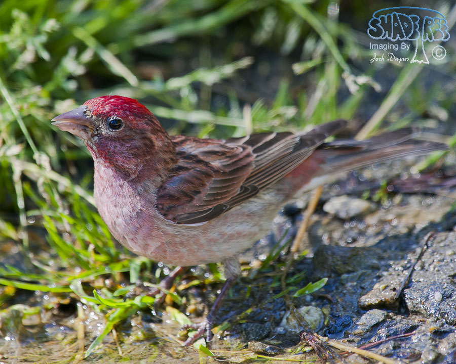 Cassin's Finch - Haemorhous cassinii