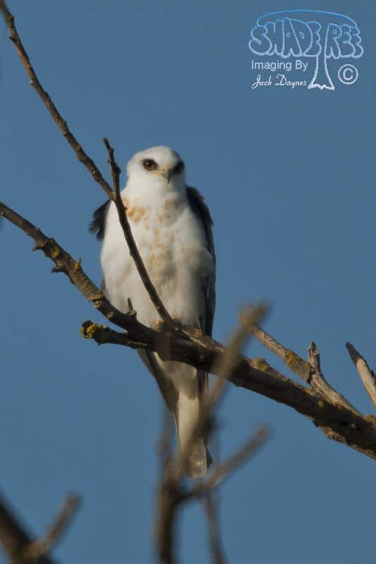 White-tailed Kite - Elanus leucurus