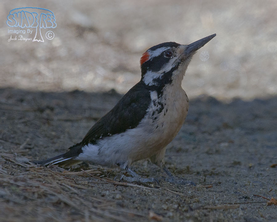 Hairy Woodpecker - Leuconotopicus villosus