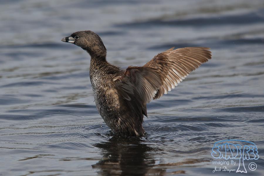 Pied-Billed Grebe - Podilymbus podiceps