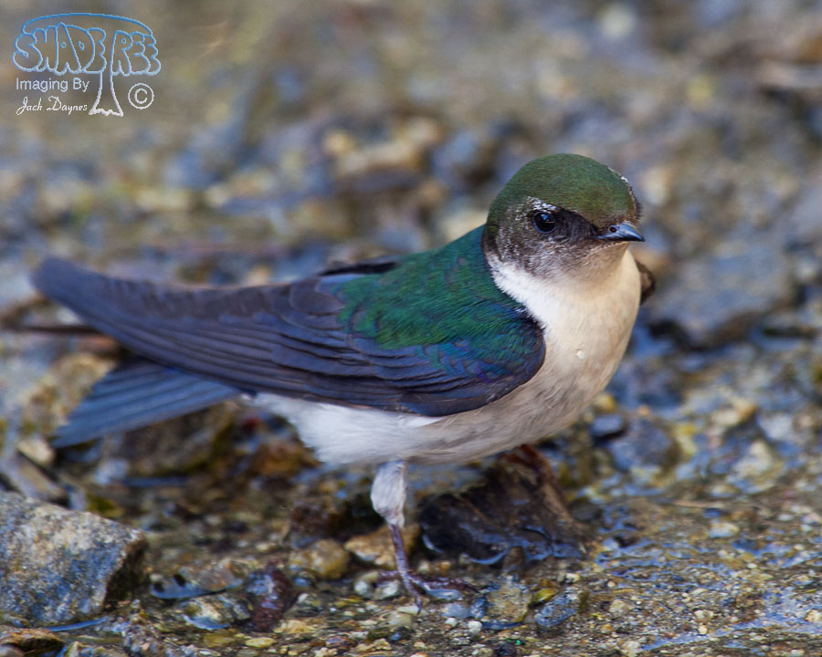 Violet-Green Swallow - Tachycineta thalassina