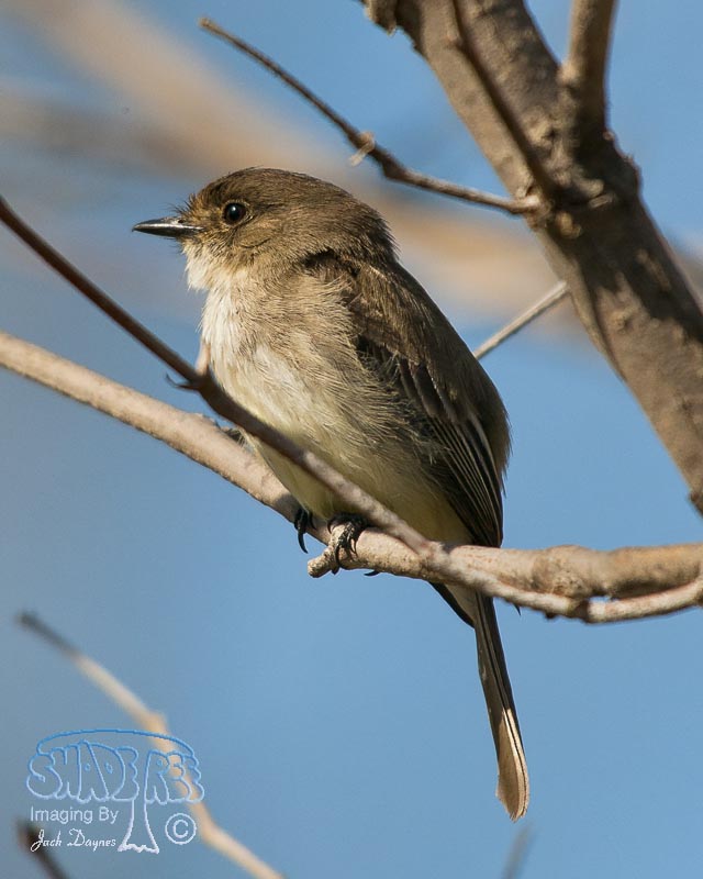 Eastern Phoebe - Sayornis phoebe