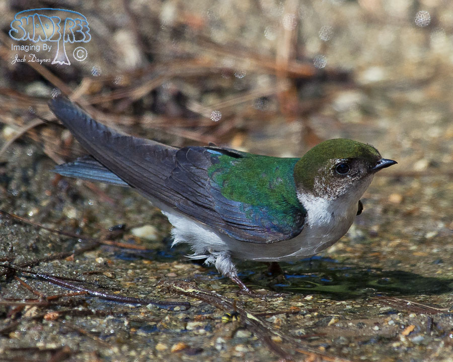Violet-Green Swallow - Tachycineta thalassina