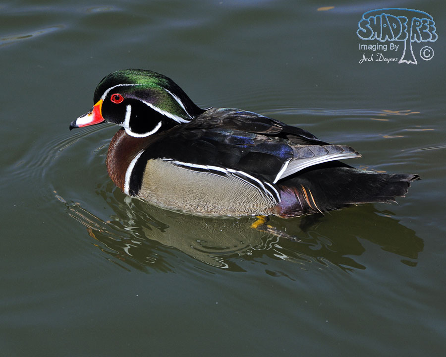 Wood Duck - Aix sponsa