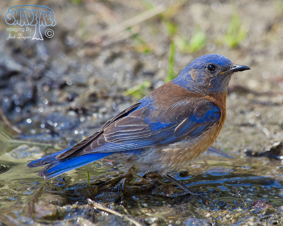 Western Bluebird - Sialia mexicana